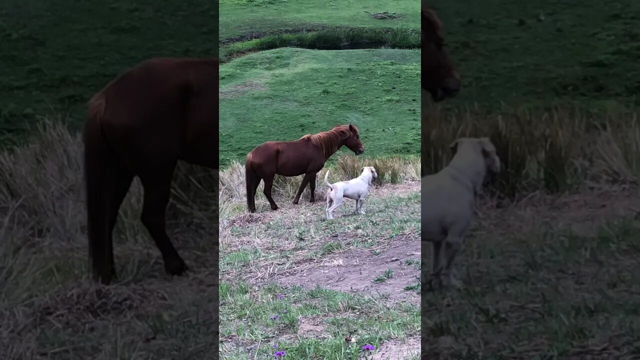 Dog thinks he's a horse- wait till end