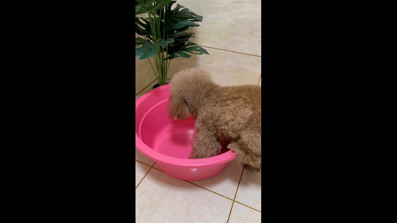 puppie bath