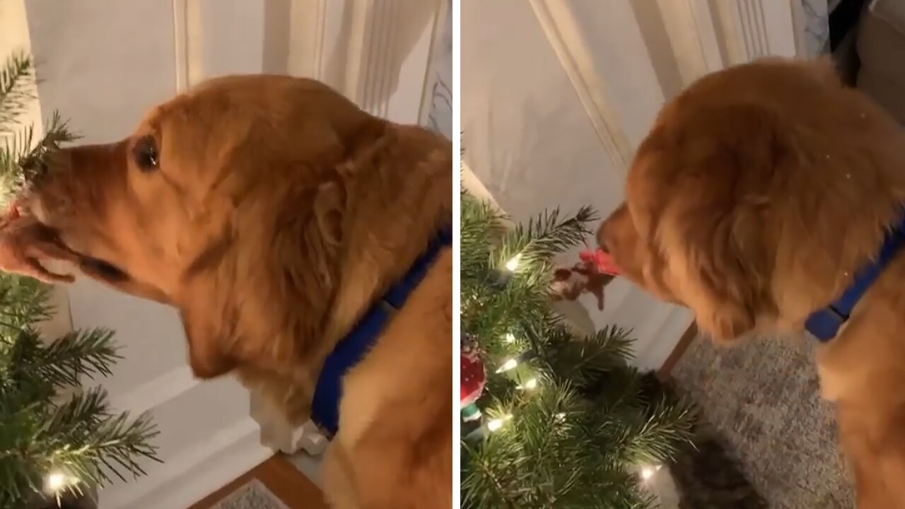 Golden Retriever "helps" decorate Christmas tree