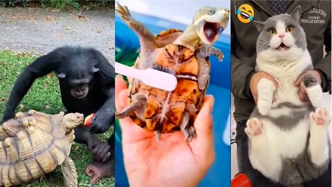 Funny Animal Videos 2022 😂| The best funny pet videos!