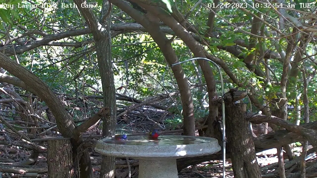 Key Largo - Two male Painted Buntings