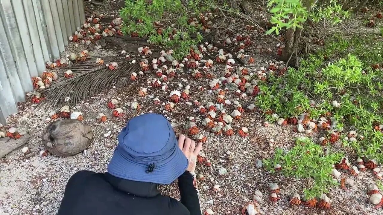 Hermit Crab Migration on Cocos Keeling Islands - 60 Plus Influencer - Tony Isaacson