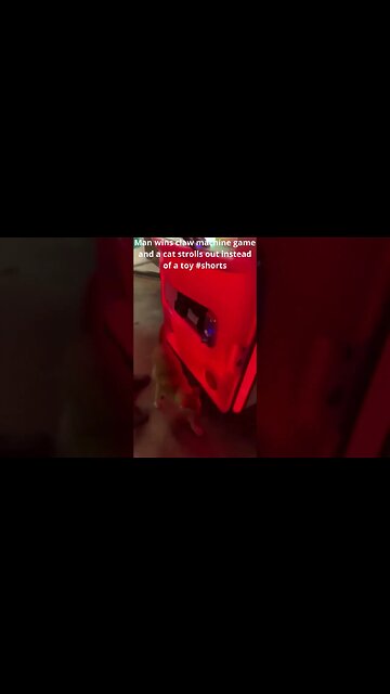 Man wins claw machine game and a cat strolls out instead of a toy #shorts