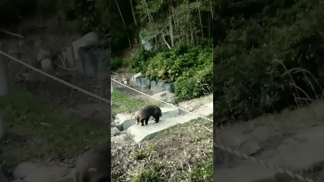 アナグマ？たぬき？ #nature