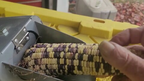 Shelling corn for the chickens