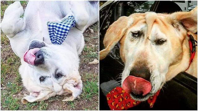 Puppy facial deformity makes people apprehensive about approaching him