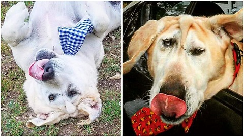 Puppy facial deformity makes people apprehensive about approaching him