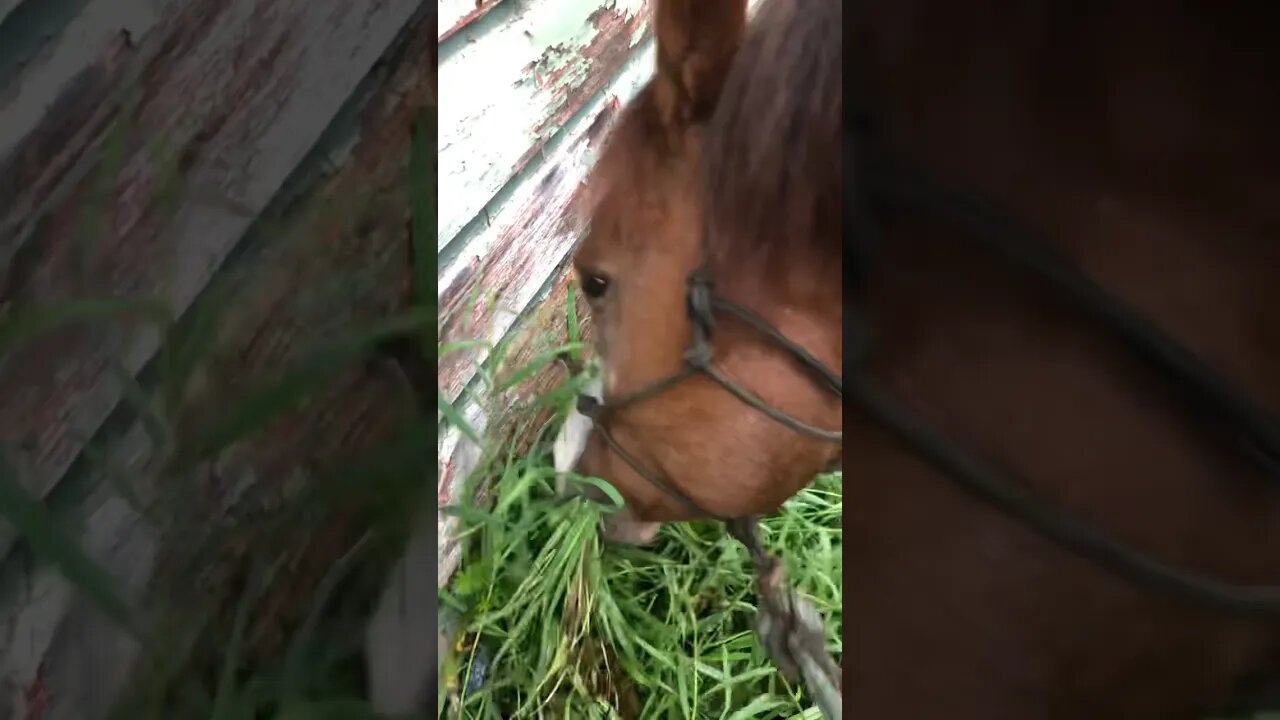 Weed Wacker Horse Boomer- ASMR #asmr #funnyhorsevideos #horselover