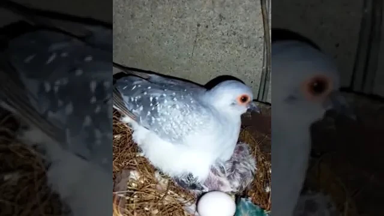 Beautiful Dove Breeding Colony ♥️💓💜❤️