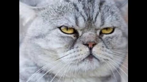 Divine Cats