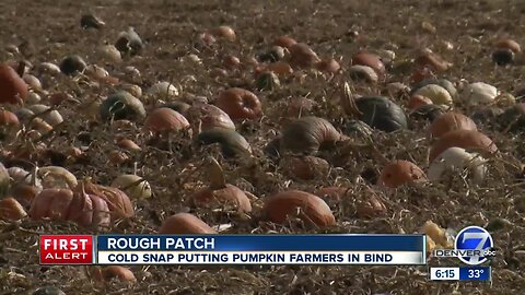 Pumpkin patches bracing for more snow