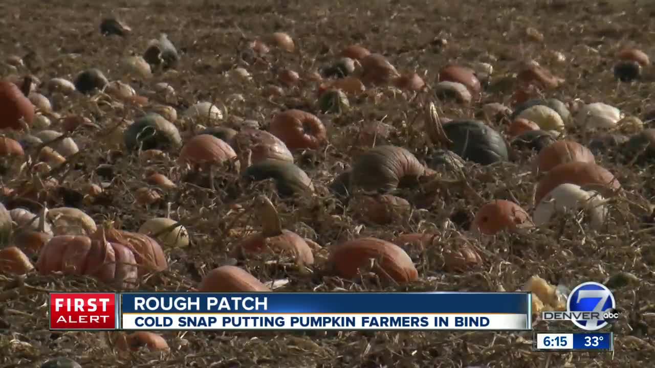 Pumpkin patches bracing for more snow