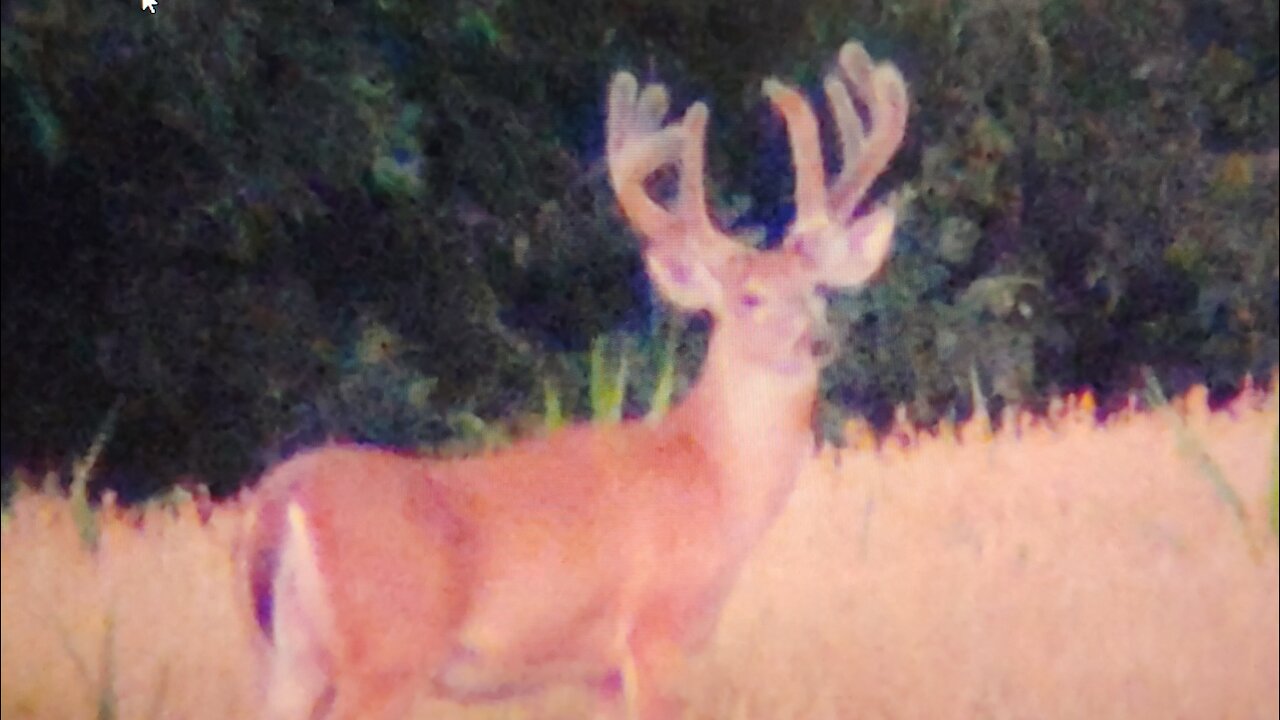 Whitetail Deer Pictures And Videos Of 2020