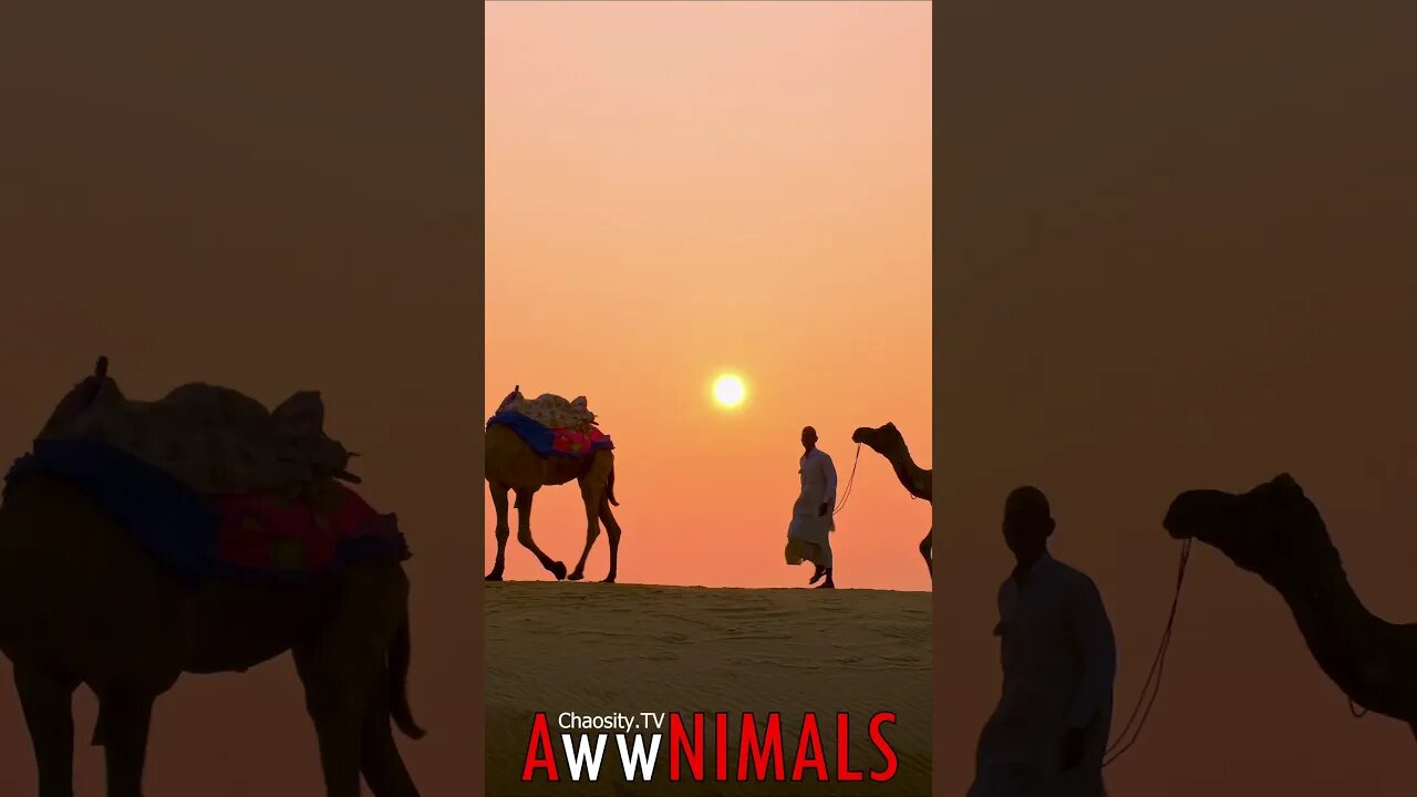 🤗 #AwwNIMALS - Sunset Caravan: Indian Cameleers Embark on a Serene Journey 💕