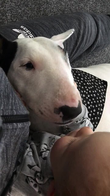 English Bull Terrier preciously kisses baby best friend