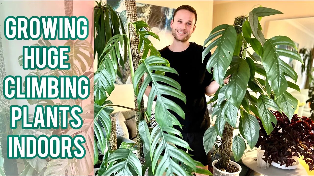 CHOP & EXTEND TUTORIAL - Grow large climbing plants indoors