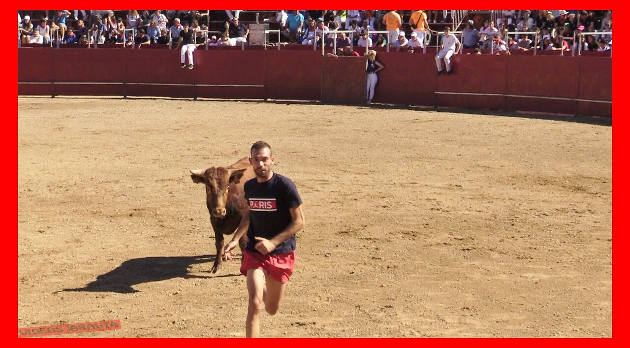 ÁGREDA ( SORIA ) MATINAL VACAS EN PLAZA ( SÁBADO 30 SEPTIEMBRE 2023 ) GANAD.ORO VELA