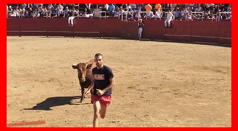 ÁGREDA ( SORIA ) MATINAL VACAS EN PLAZA ( SÁBADO 30 SEPTIEMBRE 2023 ) GANAD.ORO VELA