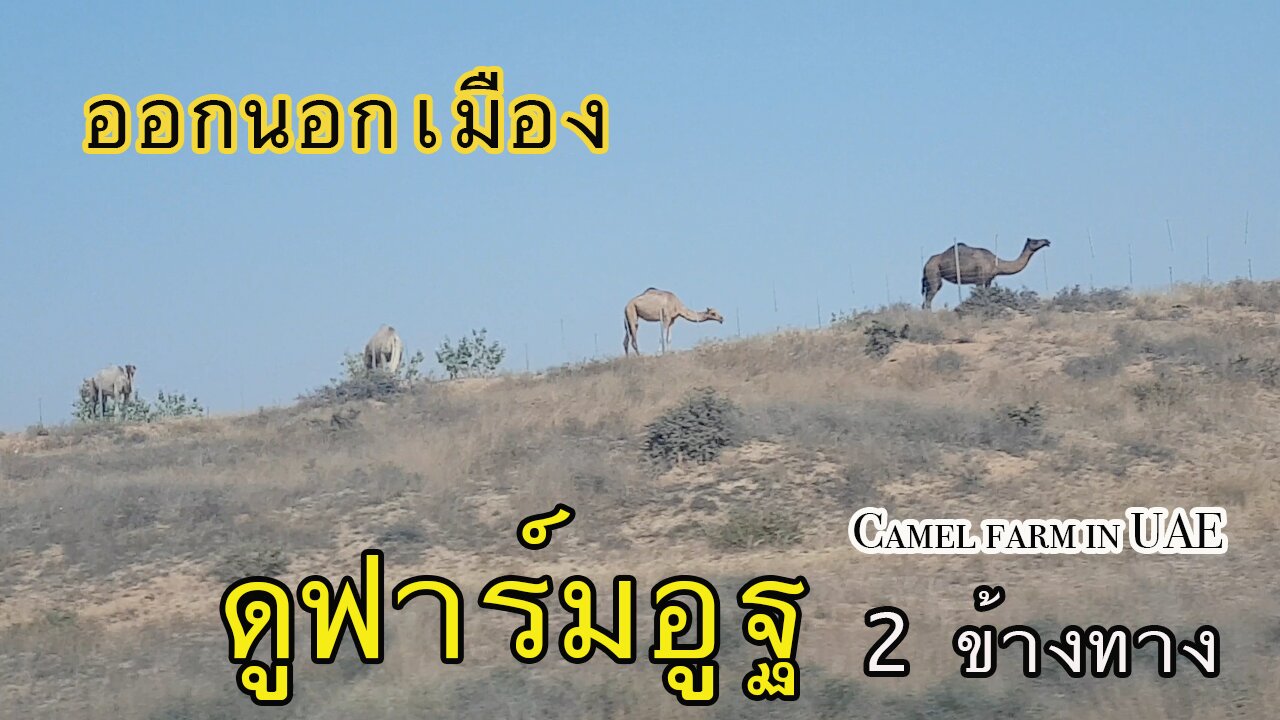 ออกนอกเมือง ดูฟอร์มอูฐ 2 ข้างทาง | Camel farm in UAE.