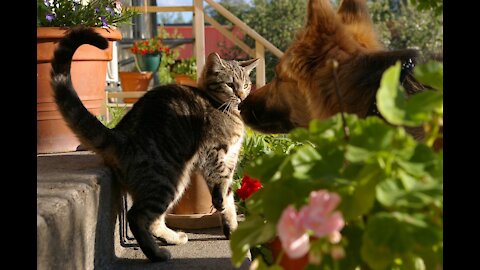 My Dog encounters a Cat