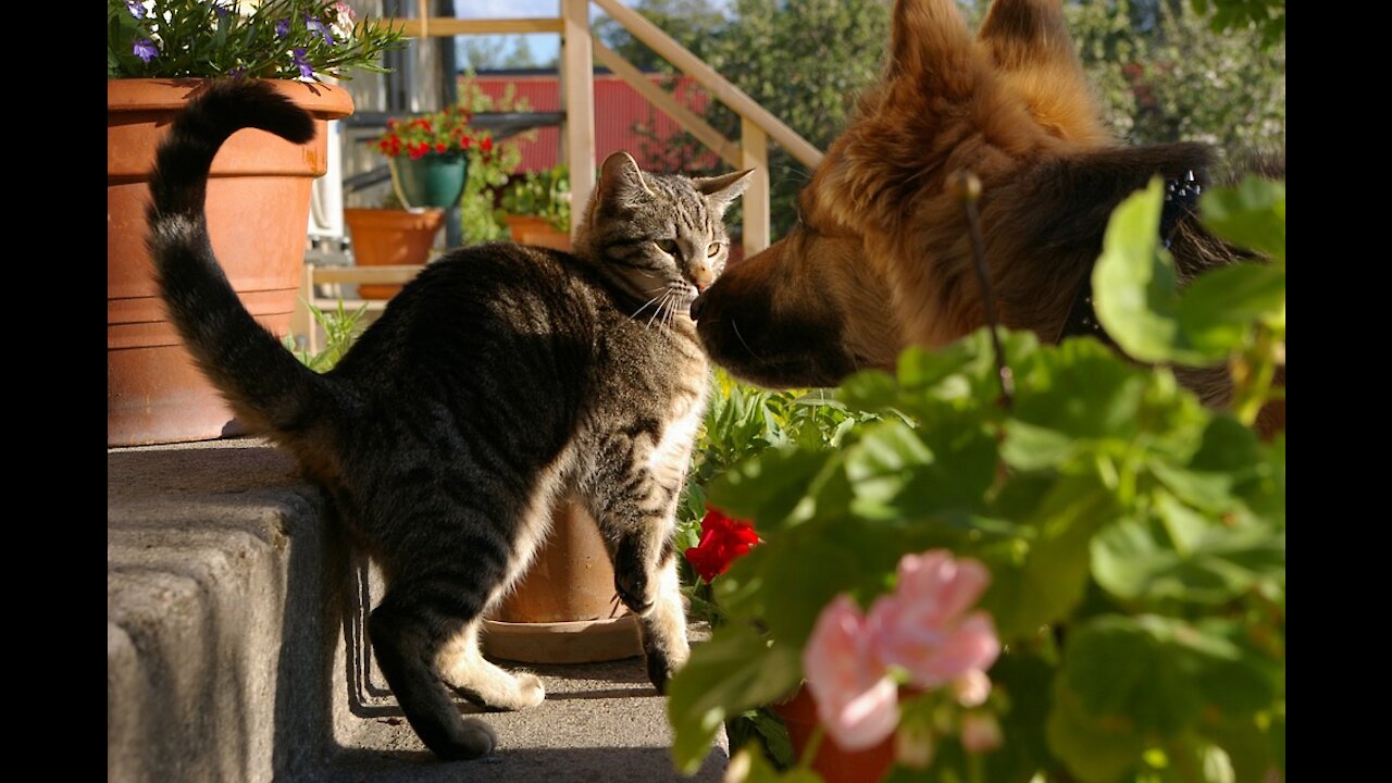 My Dog encounters a Cat