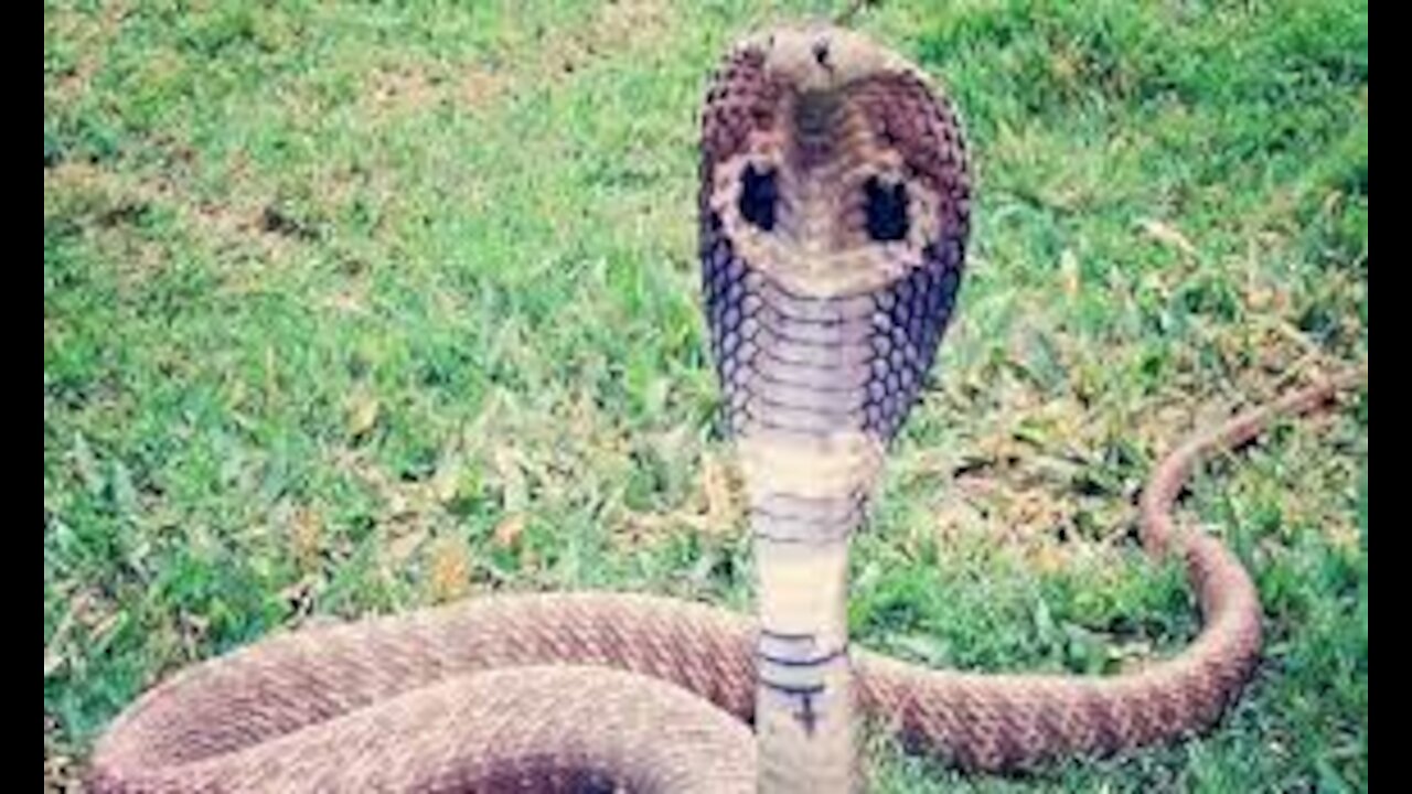The cobra crawled into the office by itself.