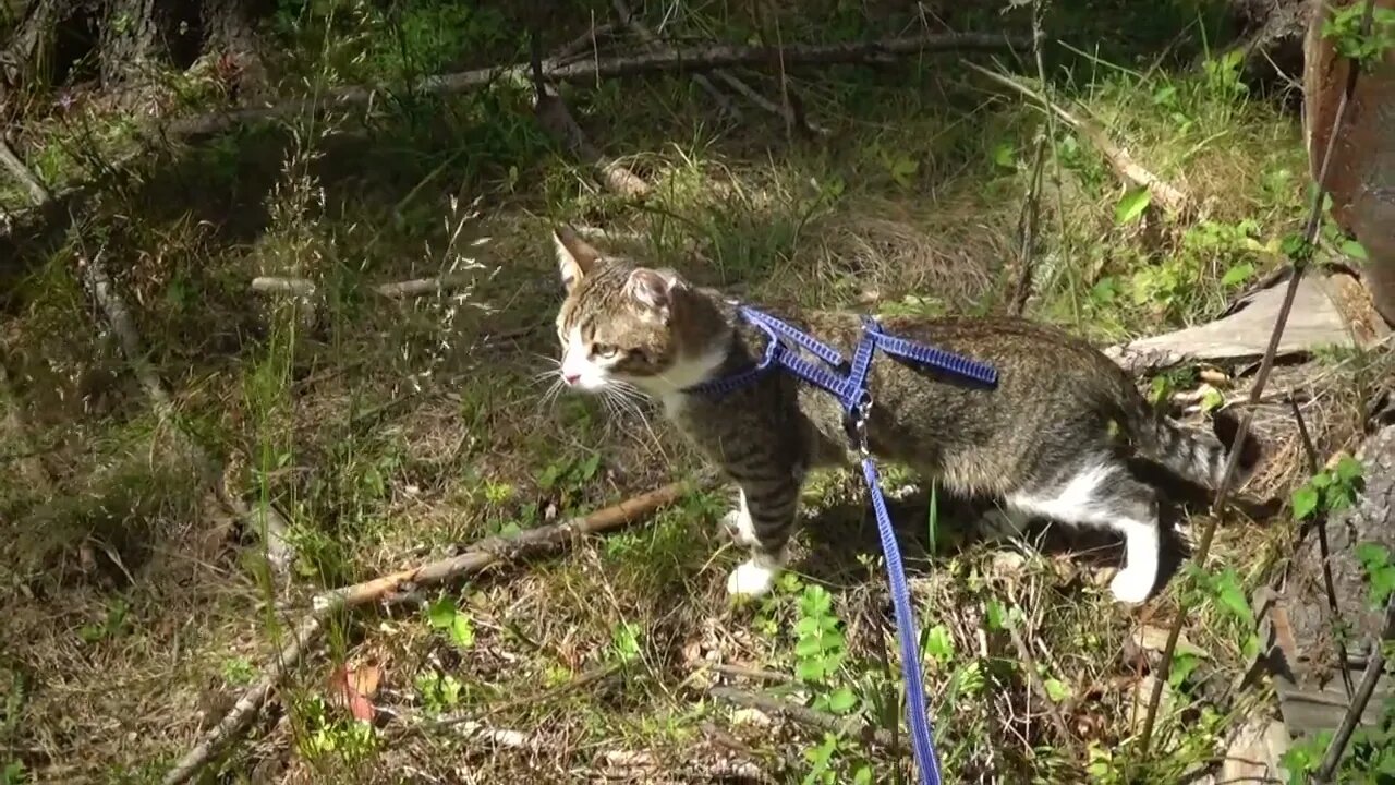 Kitten Rudolph Walks through the Fir Tree Forest