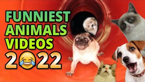 Funniest Dogs Videos 🐶 Awesome Funny Animals Life Videos