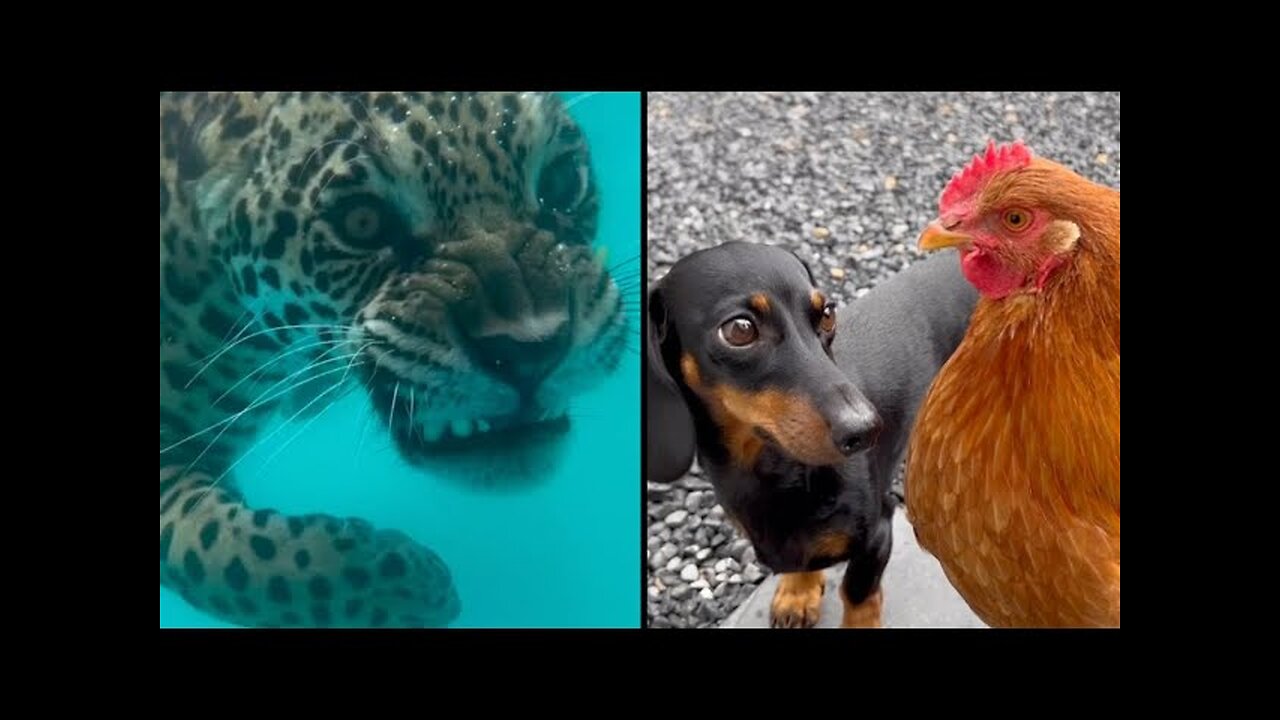 Cat Imprisoned by Sharon 🙀🐶 Best Animal Voiceovers