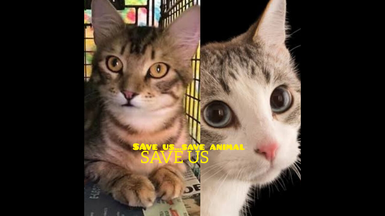 hindi motivational video | Save animal 🐈 | hindi motivational speech | hindi motivational reels |