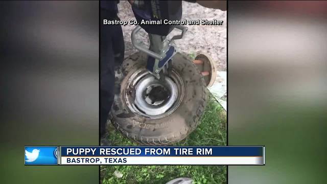 Puppy rescued from tire rim