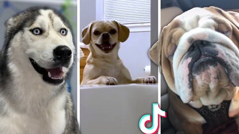 Funny DOGS Who Fail At Being Excited 🥰 Cutest TikTok Pets