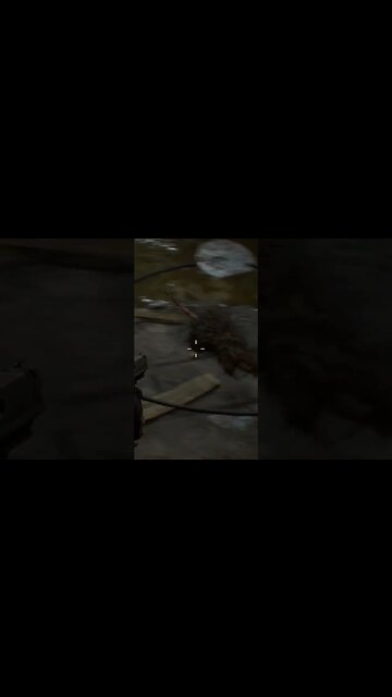 New York Rats Be Like