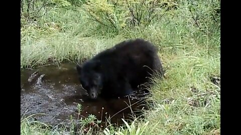 Bear Bath, August 15-22