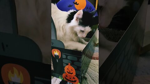 Halloween cat scratcher, he's happy! #cat #cats #halloween #shortvideo #shorts #subscribe #pets