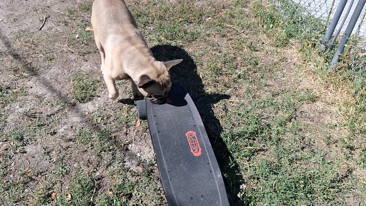 Dog chase A skateboard down.