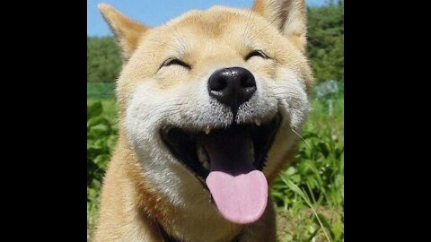 THE FUNNIEST ANIMALS, TRY NOT TO LAUGH