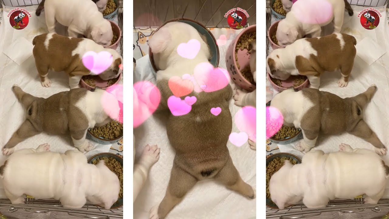 Viral funny dogs baby🐕Cute dogs baby 2022🤣funny dog