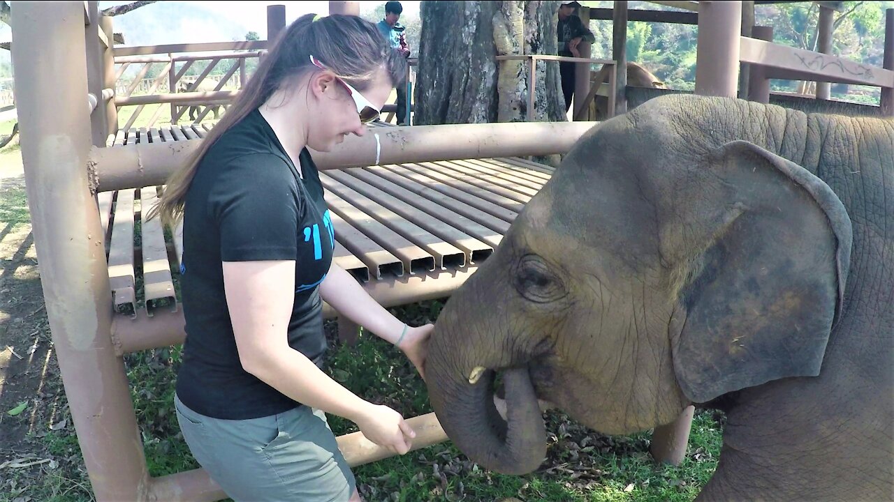 Rescued baby elephant responds with joy to kindness and fruit snacks