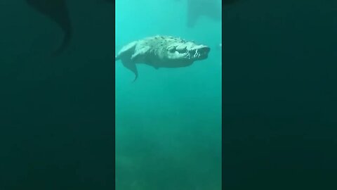 Huge saltwater crocodile swimming casually near a scuba diver. #shorts