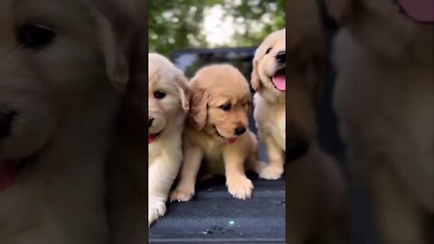 💚💛🧡 #golden #puppy