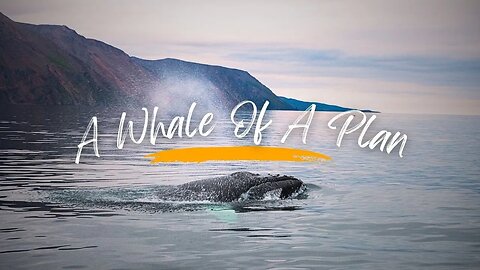 A Whale of a Time