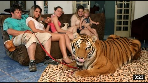 Living with Pet #Tiger At home