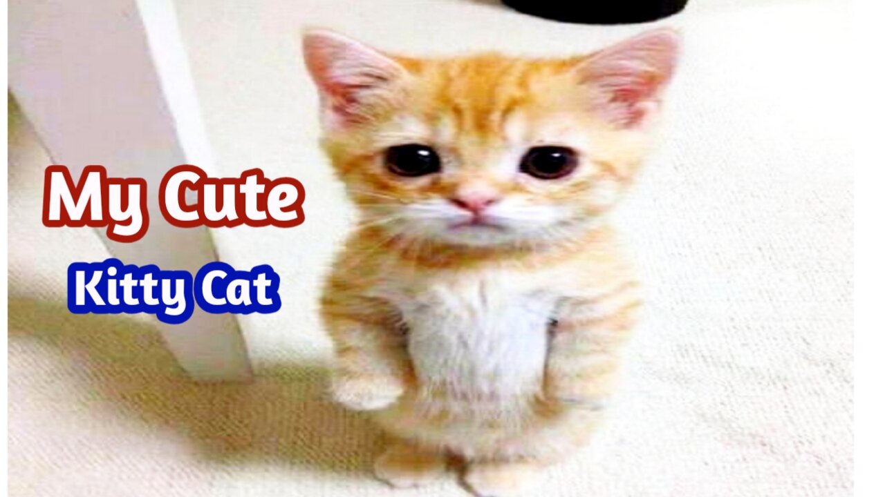 Best Cute Baby Cat Videos 2021