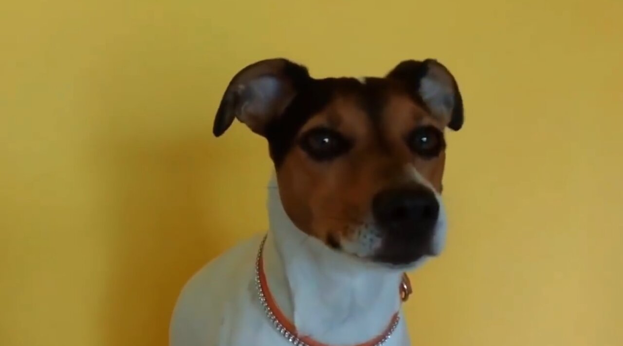 TOP 10 dog barking videos compilation 2016 ♥ Dog barking sound - Funny dogs 12