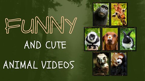 Best Funny Animal Videos