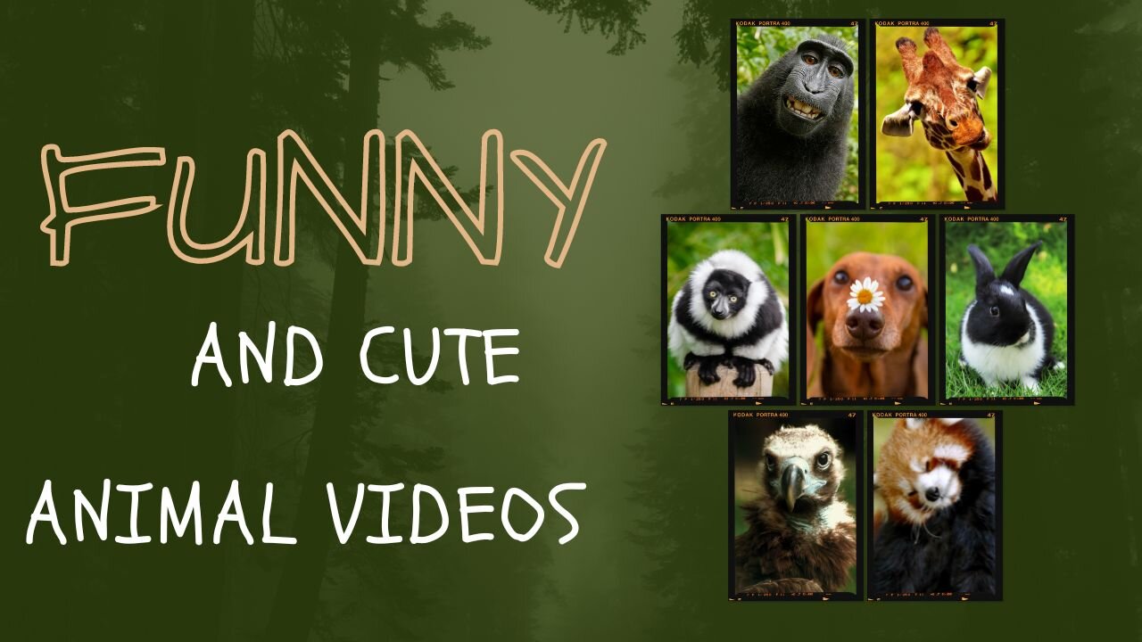 Best Funny Animal Videos