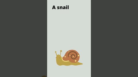 #shorts #snail #didyouknow
