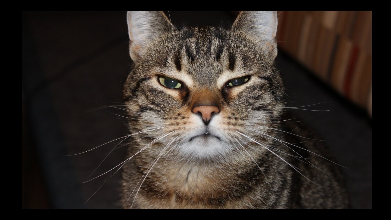 funny things cats do?