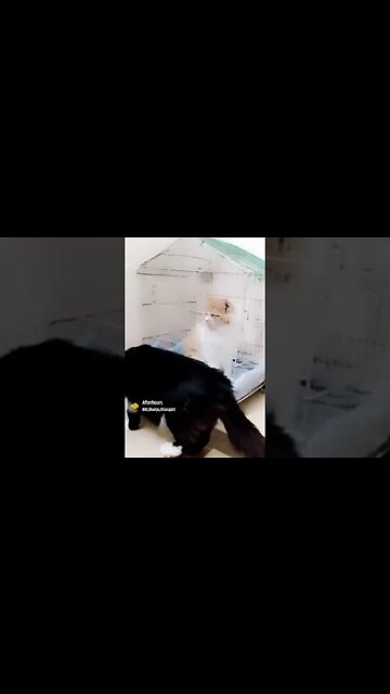 After Hour's #persian #cats